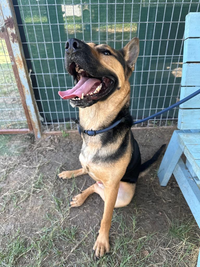Shadow (Nigel), a Adoptable German Shepherd Dog in New Braunfels, TX image 6/6