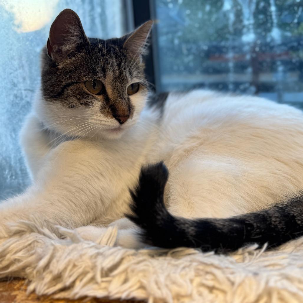 Enlarge Izzy, a Adoptable Domestic Short Hair in Morgan Hill, CA image 1/1