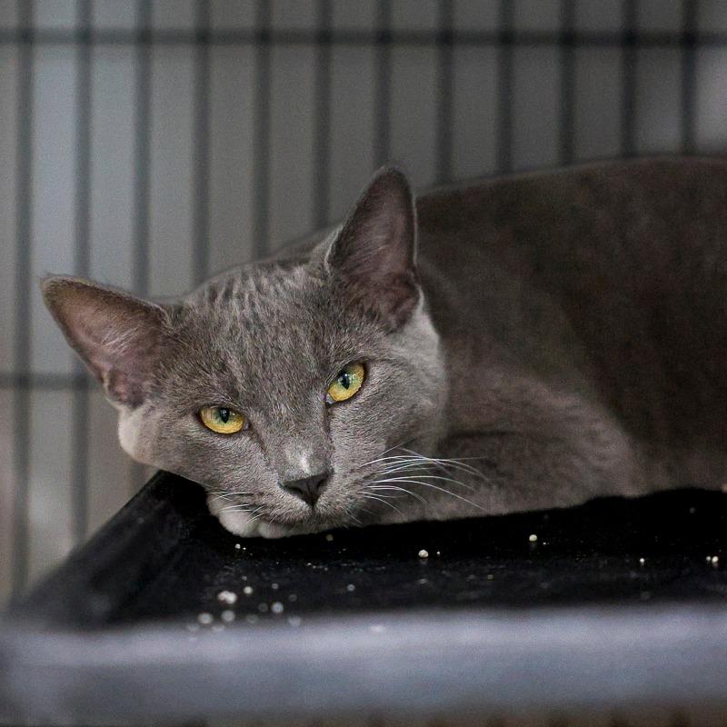 Enlarge Peko, a Adoptable Domestic Short Hair in Bradenton, FL image 1/2