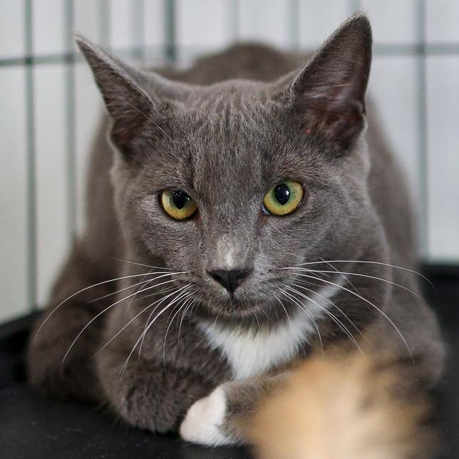 Enlarge Peko, a Adoptable Domestic Short Hair in Bradenton, FL image 2/2