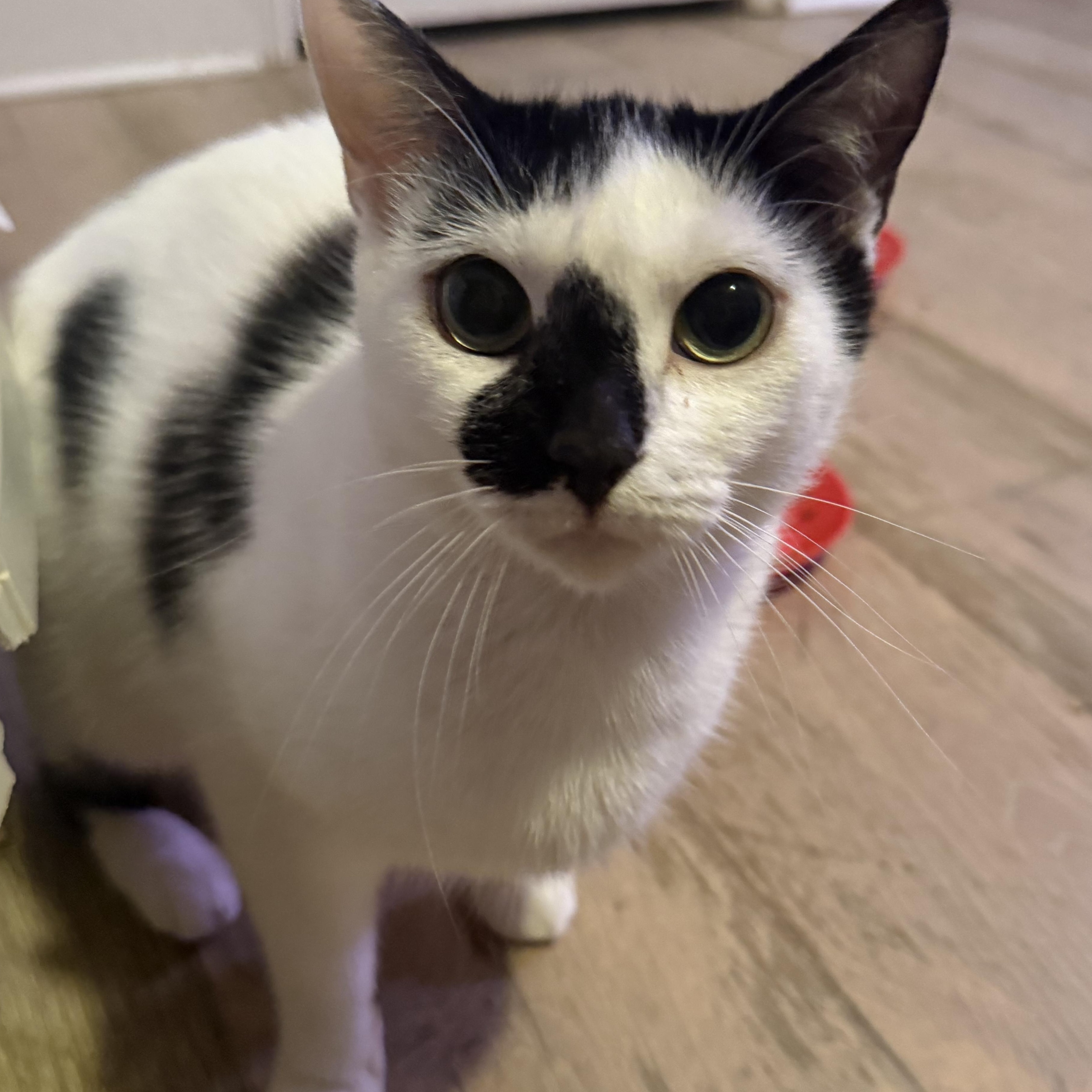 Enlarge Myla, a Adoptable Domestic Short Hair in Vineyard Haven, MA image 2/6