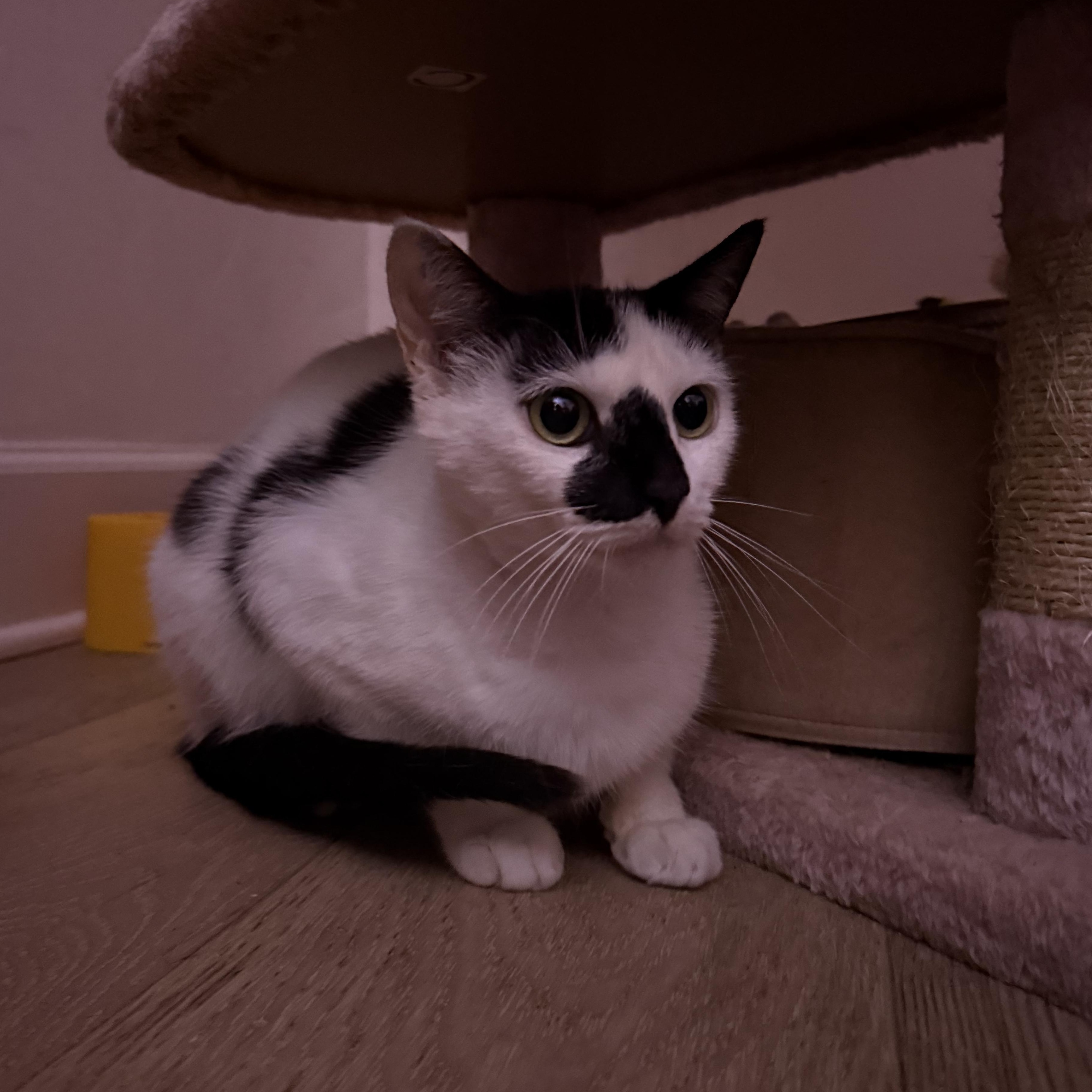 Enlarge Myla, a Adoptable Domestic Short Hair in Vineyard Haven, MA image 4/6