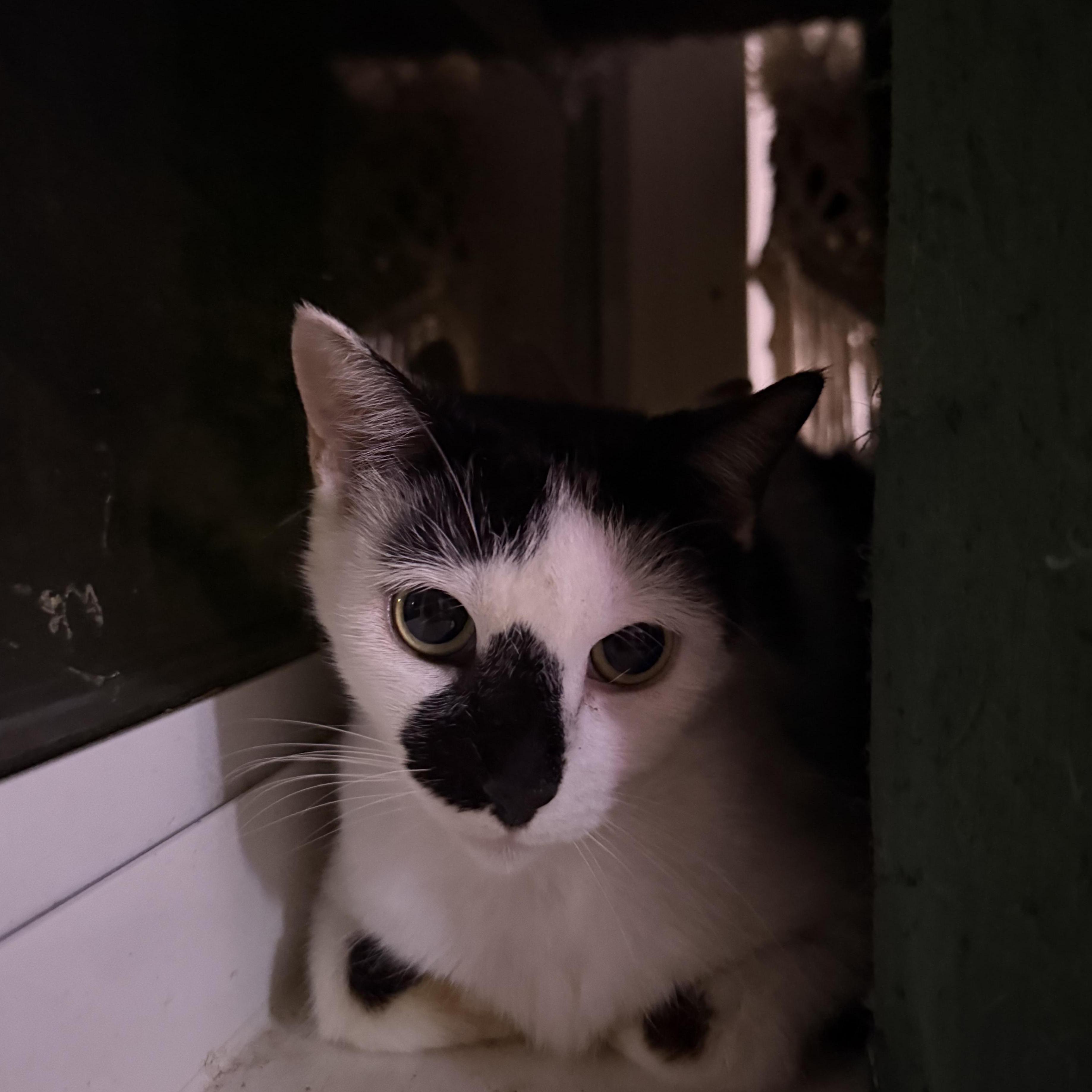 Enlarge Myla, a Adoptable Domestic Short Hair in Vineyard Haven, MA image 6/6