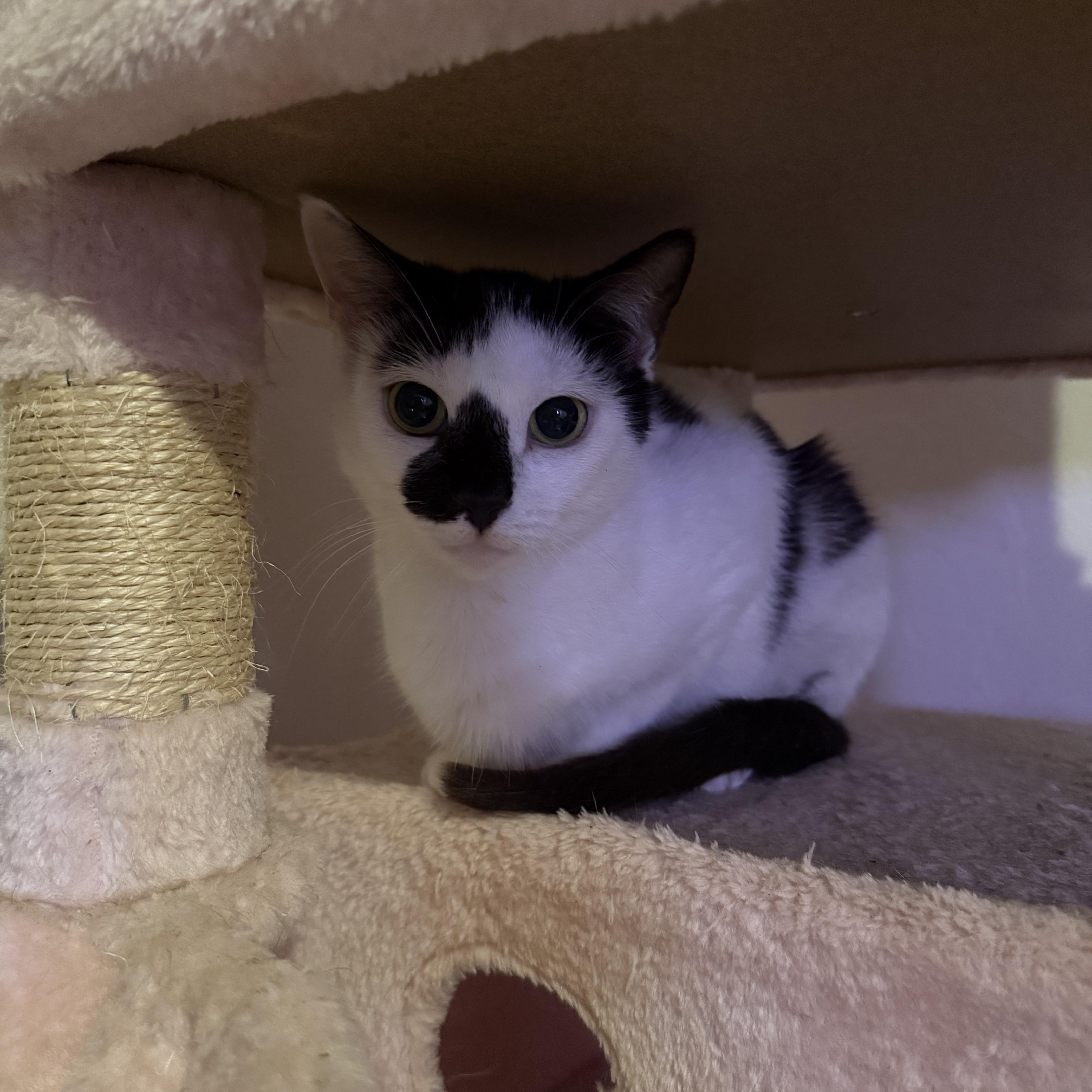 Enlarge Myla, a Adoptable Domestic Short Hair in Vineyard Haven, MA image 5/6