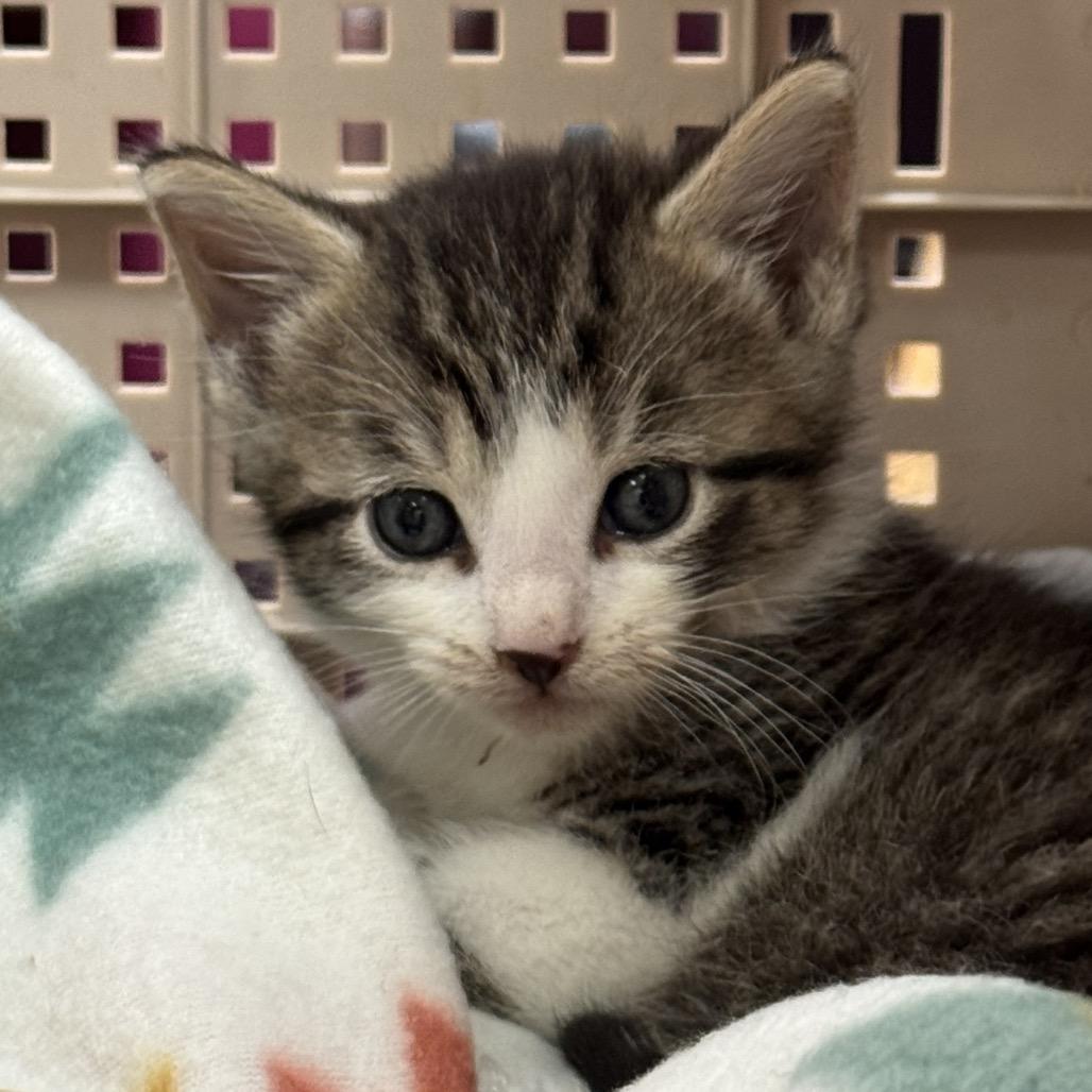 Buddy, Adoptable, Kitten Female Domestic Short Hair.