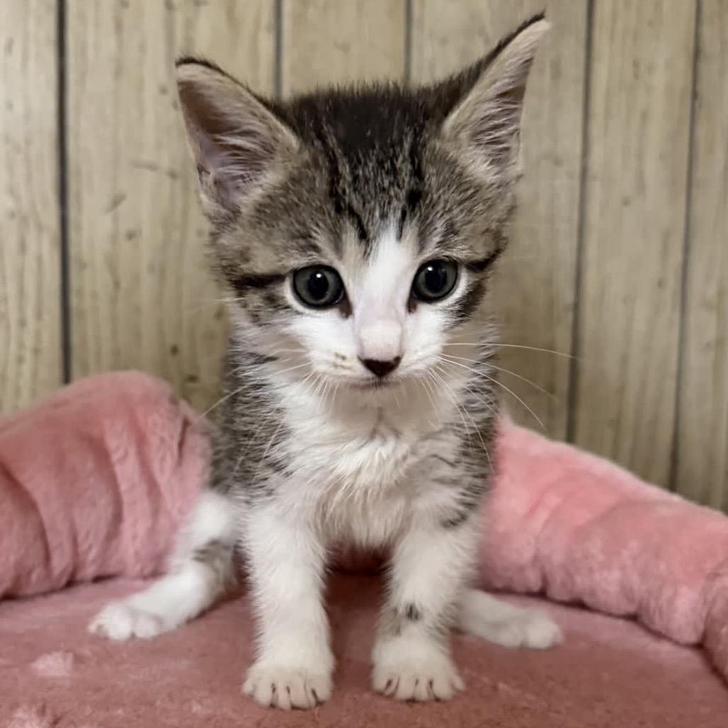 Buddy, a Adoptable Domestic Short Hair in North Canton, OH image 2/3