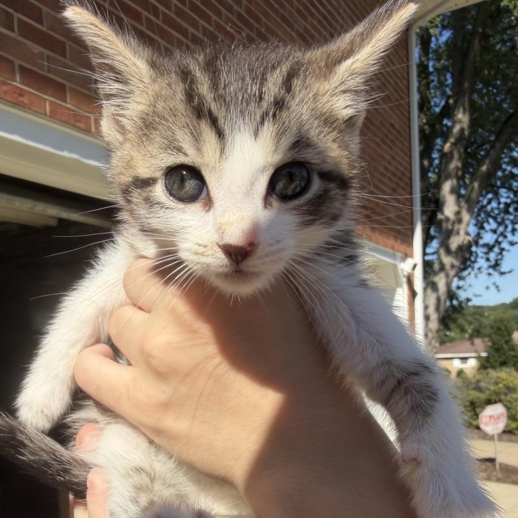 Buddy, a Adoptable Domestic Short Hair in North Canton, OH image 3/3