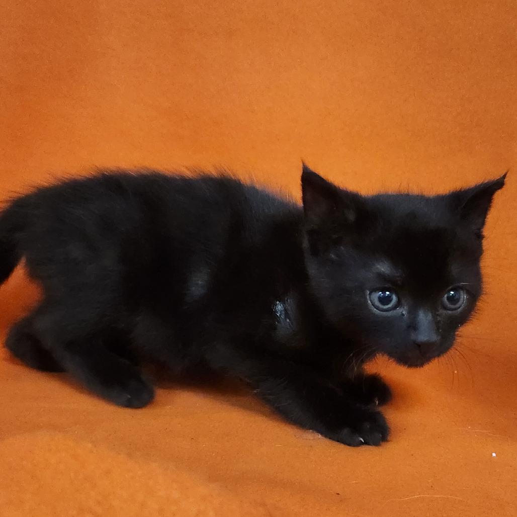 Enlarge Boo Kitty, a Adoptable Domestic Short Hair in Coos Bay, OR image 1/1