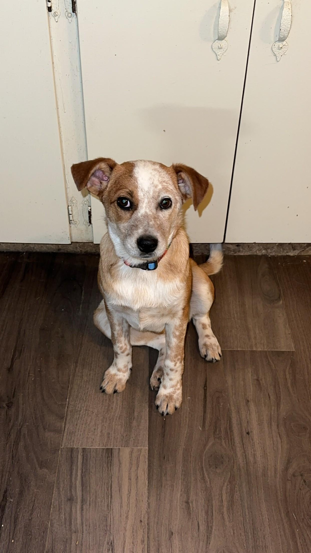 Sunny, adopted, Young Female Cattle Dog.