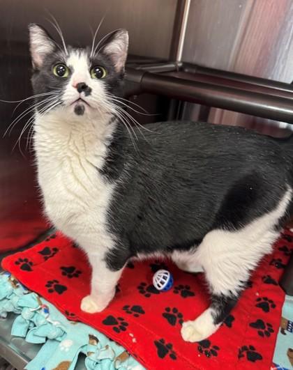 Enlarge Sabby, a Adoptable mixed breed in Willmar, MN image 1/2