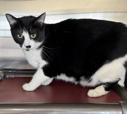 Enlarge Sabby, a Adoptable mixed breed in Willmar, MN image 2/2