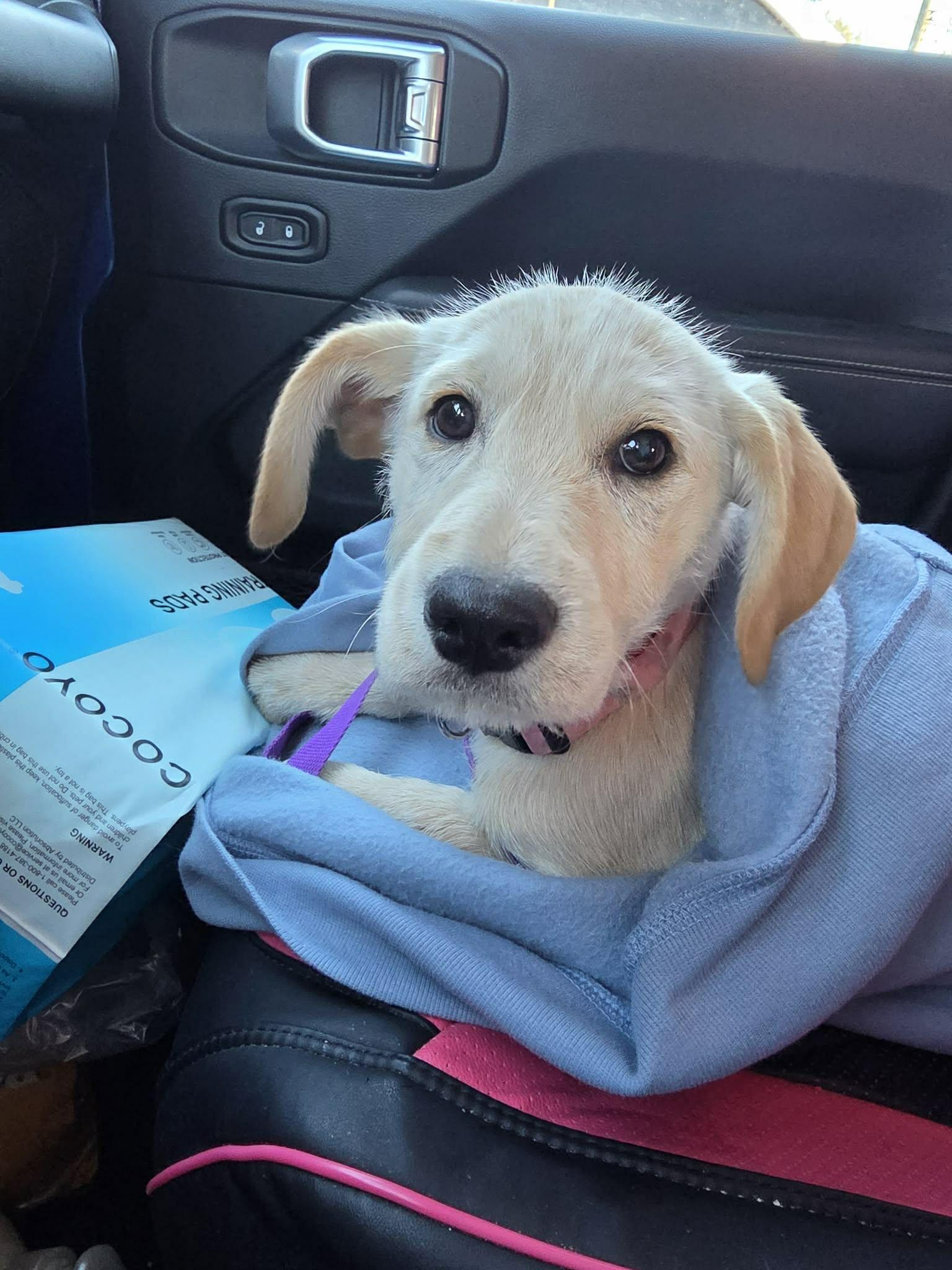 Clementine, Adopted, Young Female Rat Terrier & Golden Retriever.