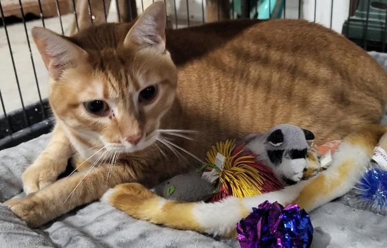 Marmalady (Bonded with Jam), Adoptable, Adult Female Domestic Short Hair.