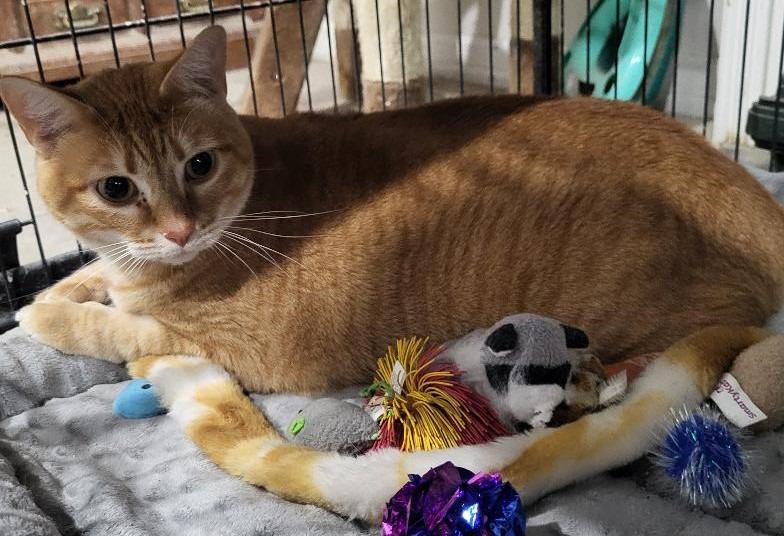 Enlarge Marmalady (Bonded with Jam), a Adoptable mixed breed in St. Louis, MO image 2/2