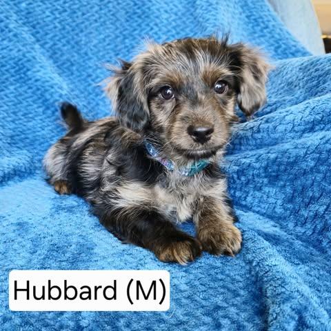 Enlarge Hubbard, a Adopted mixed breed in Watertown, WI image 1/1