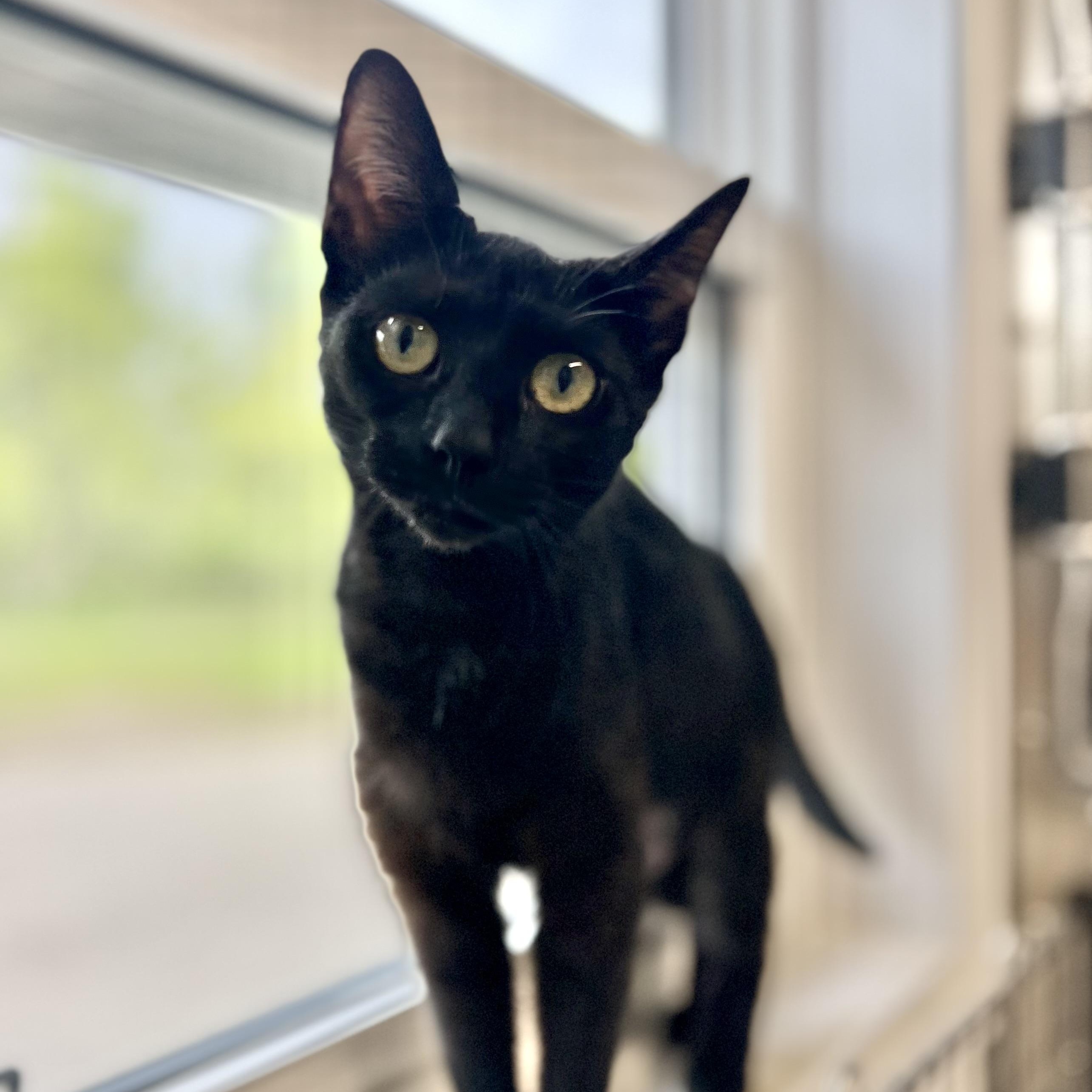 Everly - at Pet Valu, adoptable, Adult Female Domestic Short Hair.