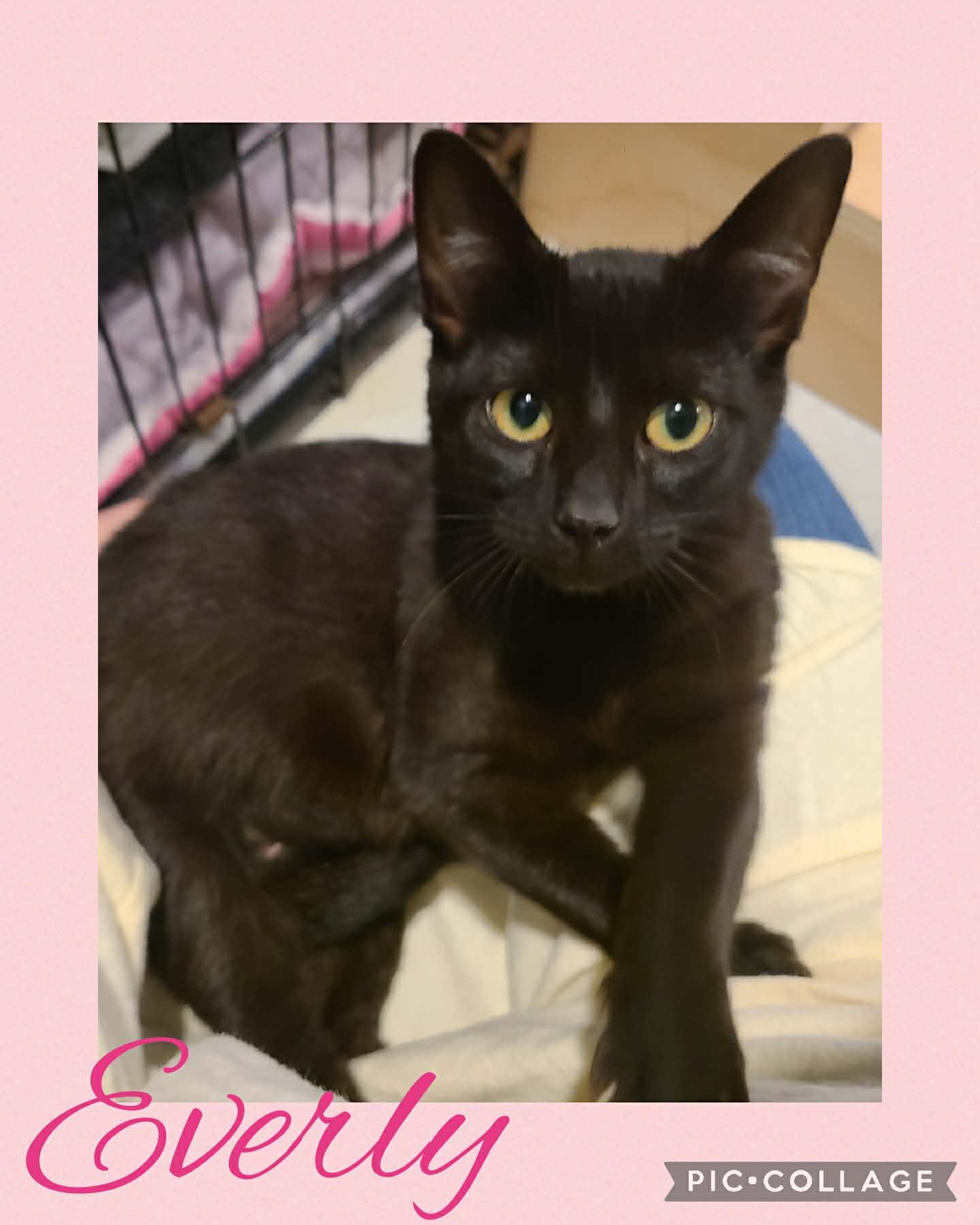 Enlarge Everly - at Pet Valu, an adoptable Domestic Short Hair in St Stephen, NB image 3/5