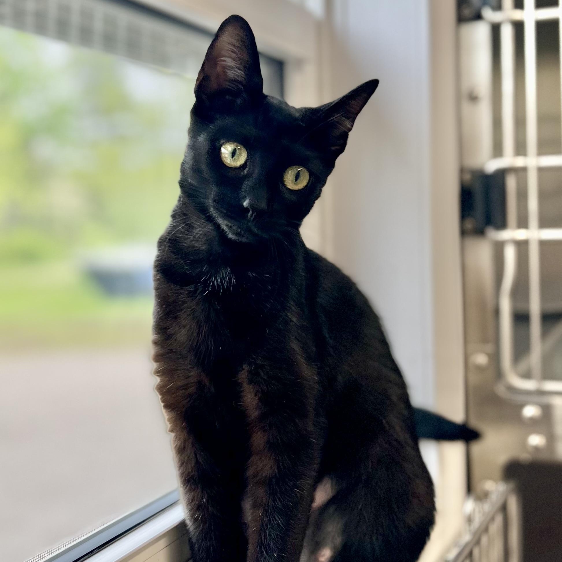 Enlarge Everly - at Pet Valu, an adoptable Domestic Short Hair in St Stephen, NB image 2/5