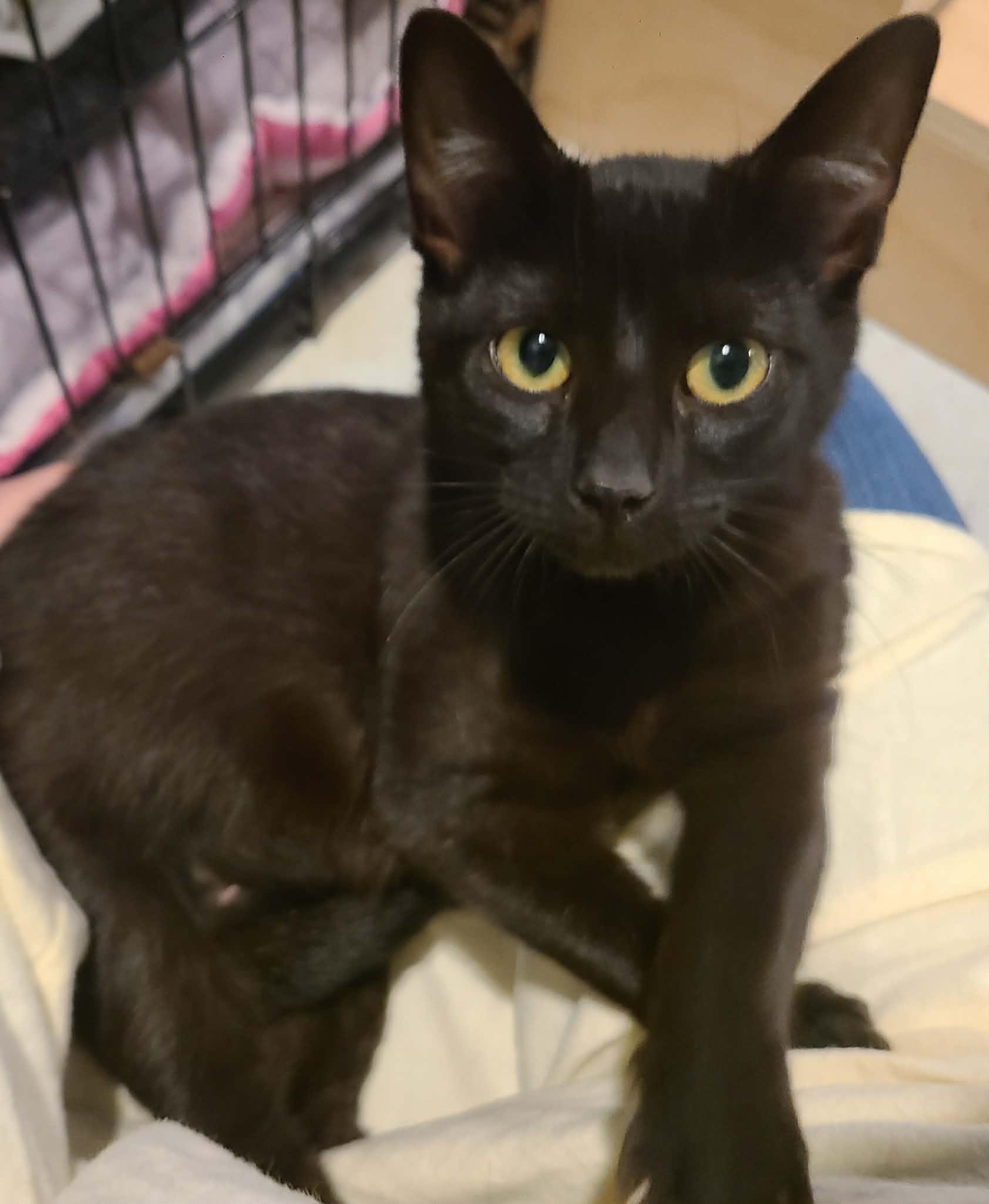 Enlarge Everly - at Pet Valu, an adoptable Domestic Short Hair in St Stephen, NB image 5/5