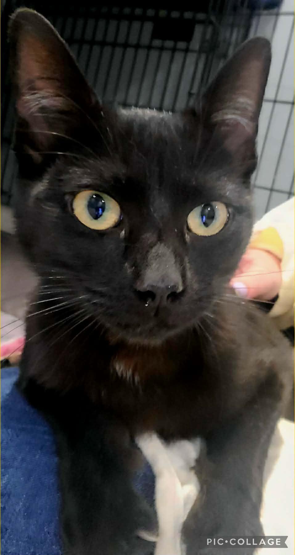 Enlarge Everly - at Pet Valu, an adoptable Domestic Short Hair in St Stephen, NB image 4/5