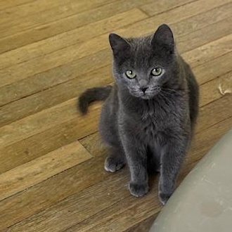 Enlarge Imogene, an adopted Domestic Short Hair in Minneapolis, MN image 3/5