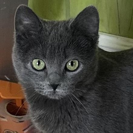 Imogene, adopted, Young Female Domestic Short Hair.