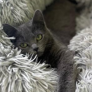 Enlarge Imogene, an adopted Domestic Short Hair in Minneapolis, MN image 5/5