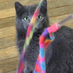 Enlarge Imogene, an adopted Domestic Short Hair in Minneapolis, MN image 4/5