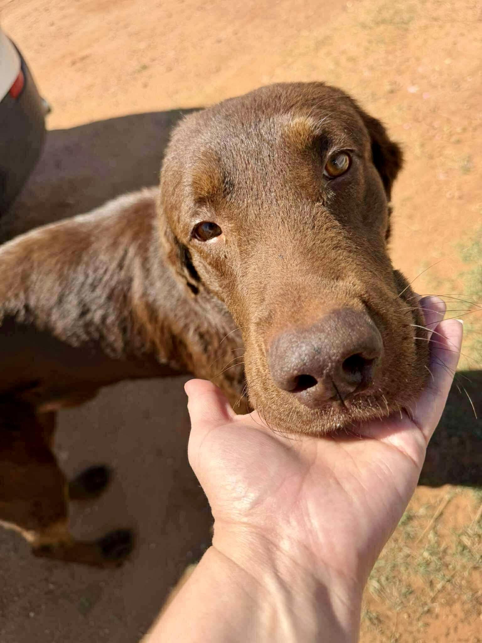 Enlarge Mocha , a ADOPTABLE Labrador Retriever in Dripping Springs, TX image 1/2