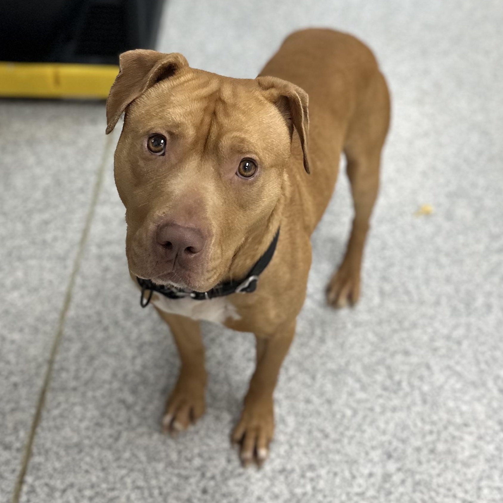 Booker, Adult Male unknown