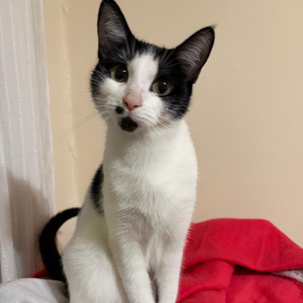 Little Moo C12890 photo