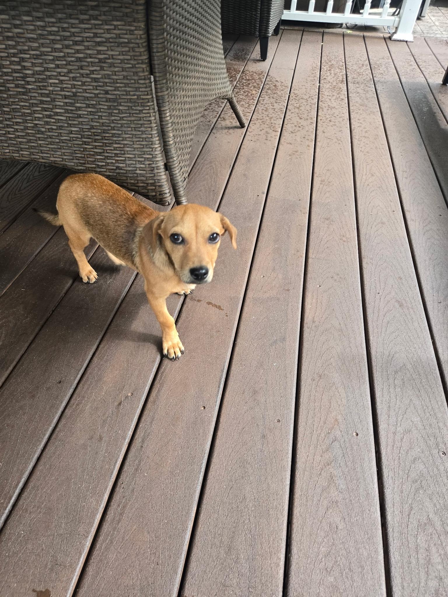 Enlarge Terrie, a ADOPTABLE mixed breed in Barnegat, NJ image 3/5