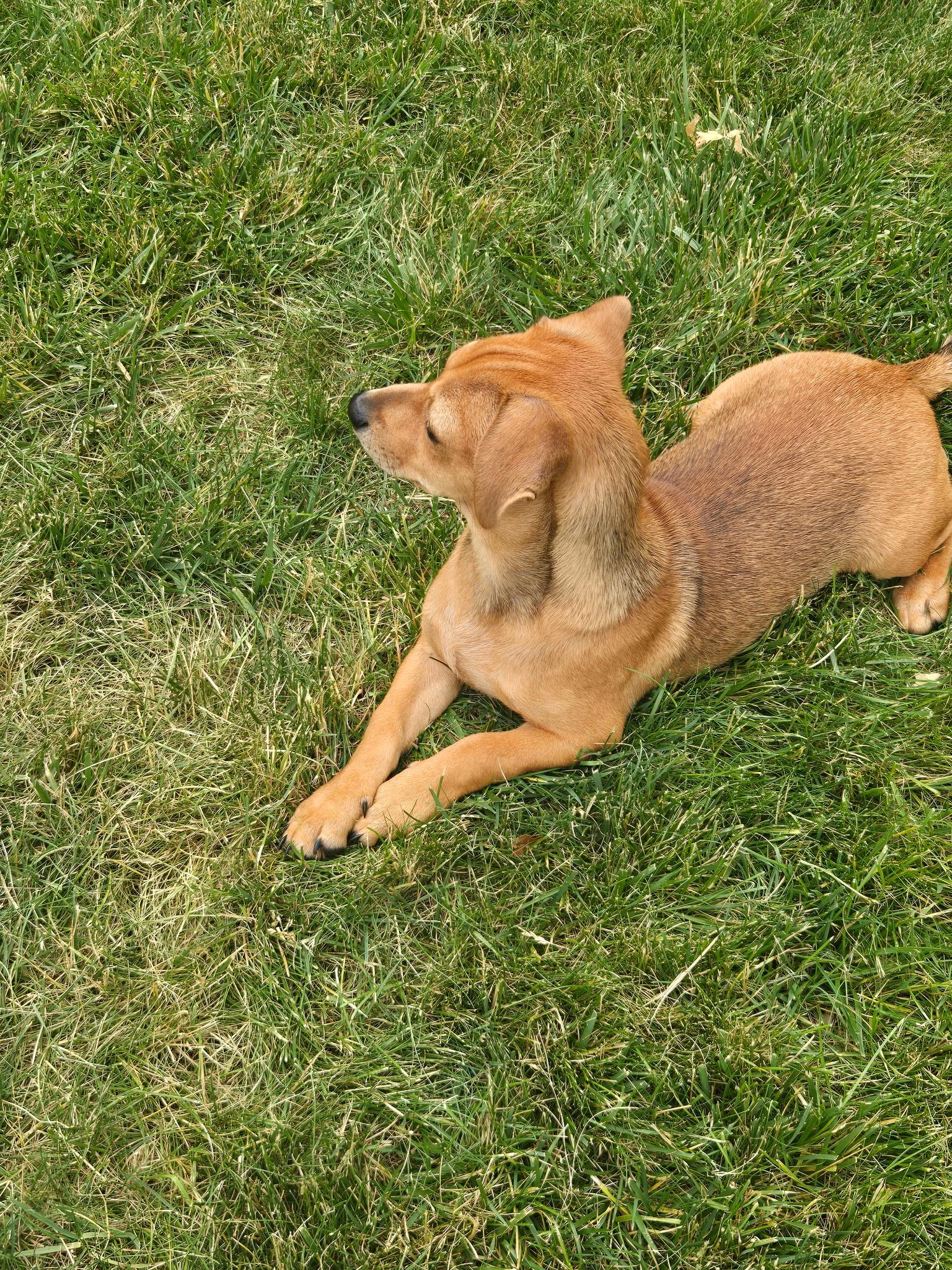 Enlarge Terrie, a ADOPTABLE mixed breed in Barnegat, NJ image 4/5