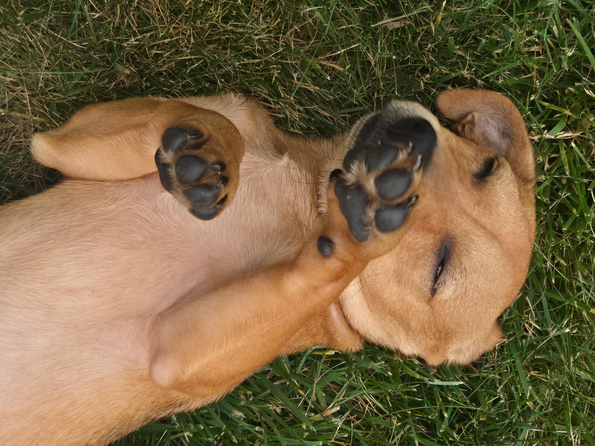 Enlarge Terrie, a ADOPTABLE mixed breed in Barnegat, NJ image 5/5