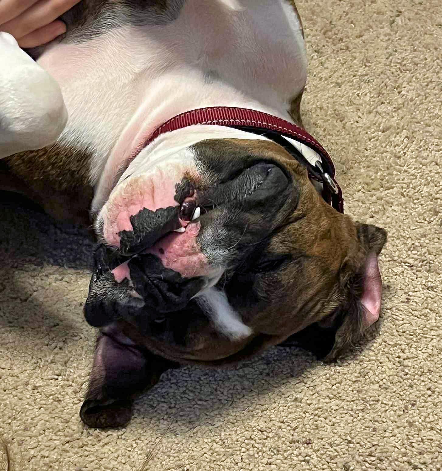 BANDIT, a Adoptable Boxer in Kuna, ID image 1/6