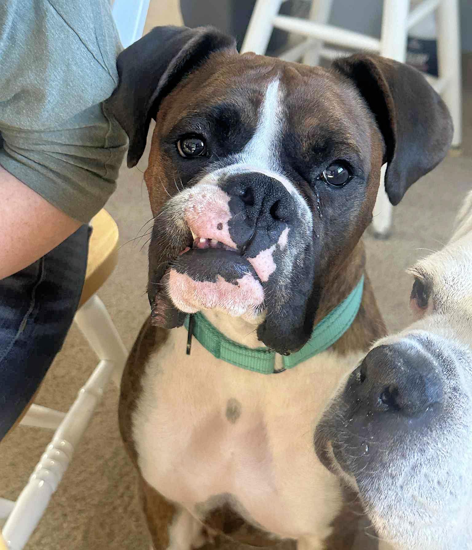 BANDIT, a Adoptable Boxer in Kuna, ID image 2/6