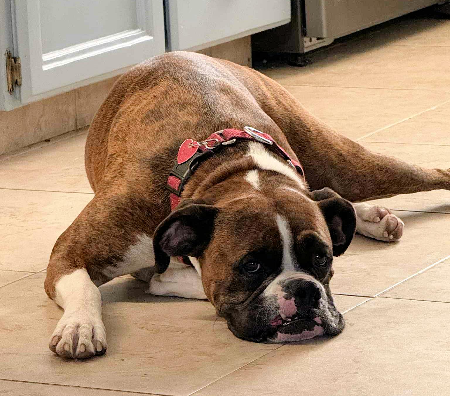 BANDIT, a Adoptable Boxer in Kuna, ID image 3/6