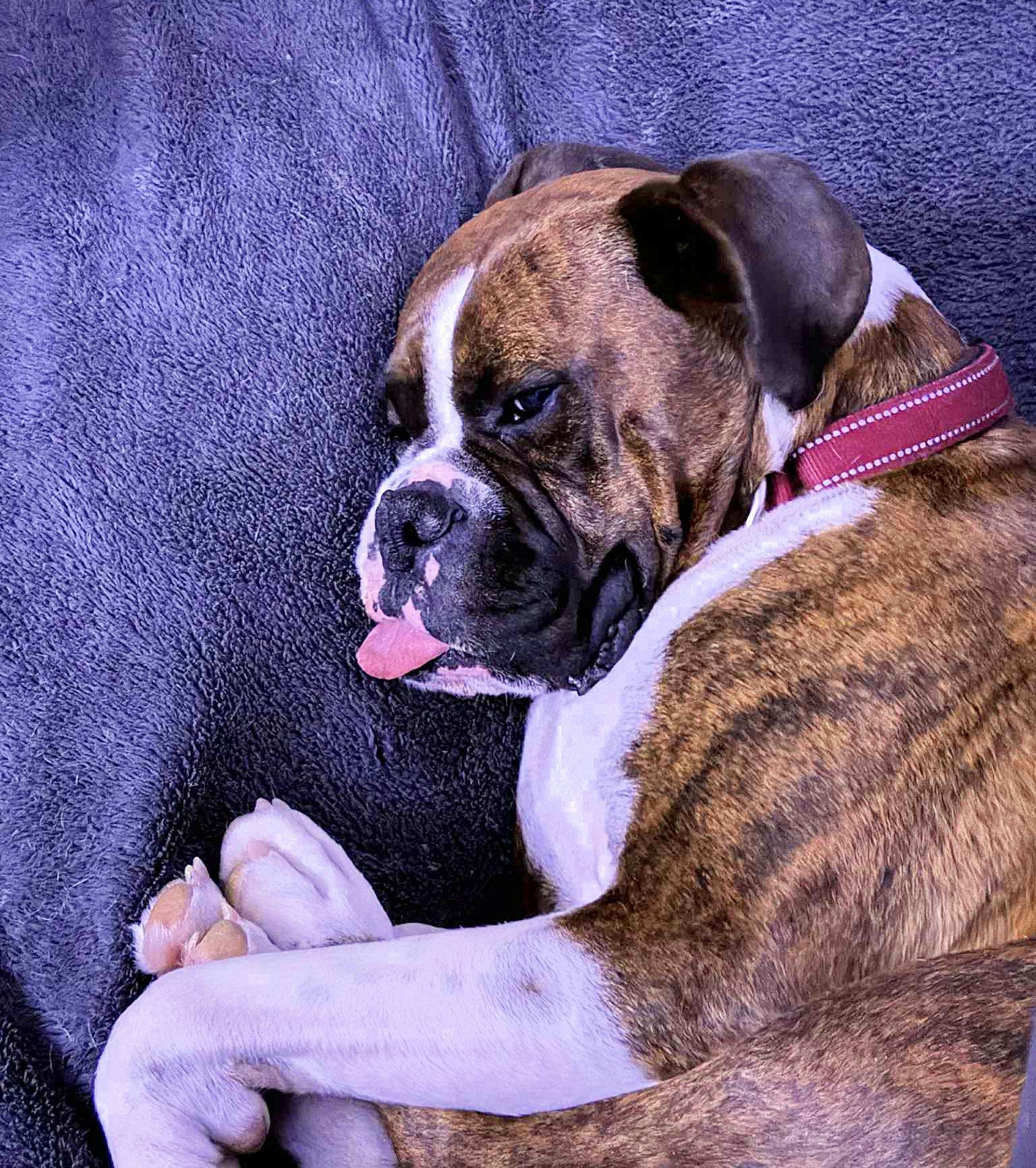 BANDIT, a Adoptable Boxer in Kuna, ID image 4/6