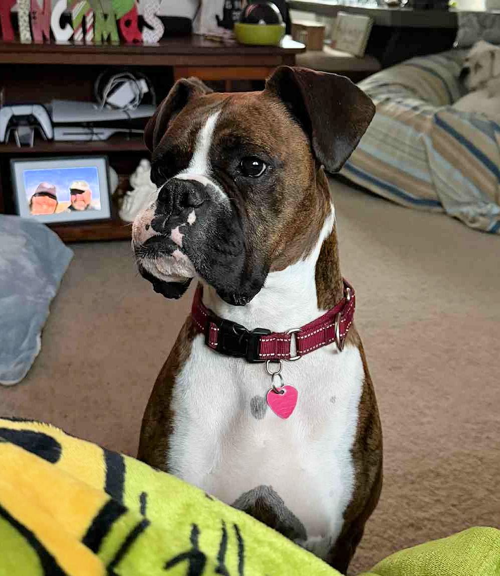 BANDIT, a Adoptable Boxer in Kuna, ID image 6/6