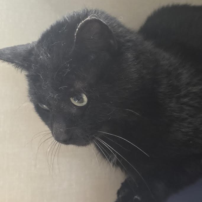 Enlarge Darth Vader, a ADOPTABLE American Shorthair in Blue Earth, MN image 1/1