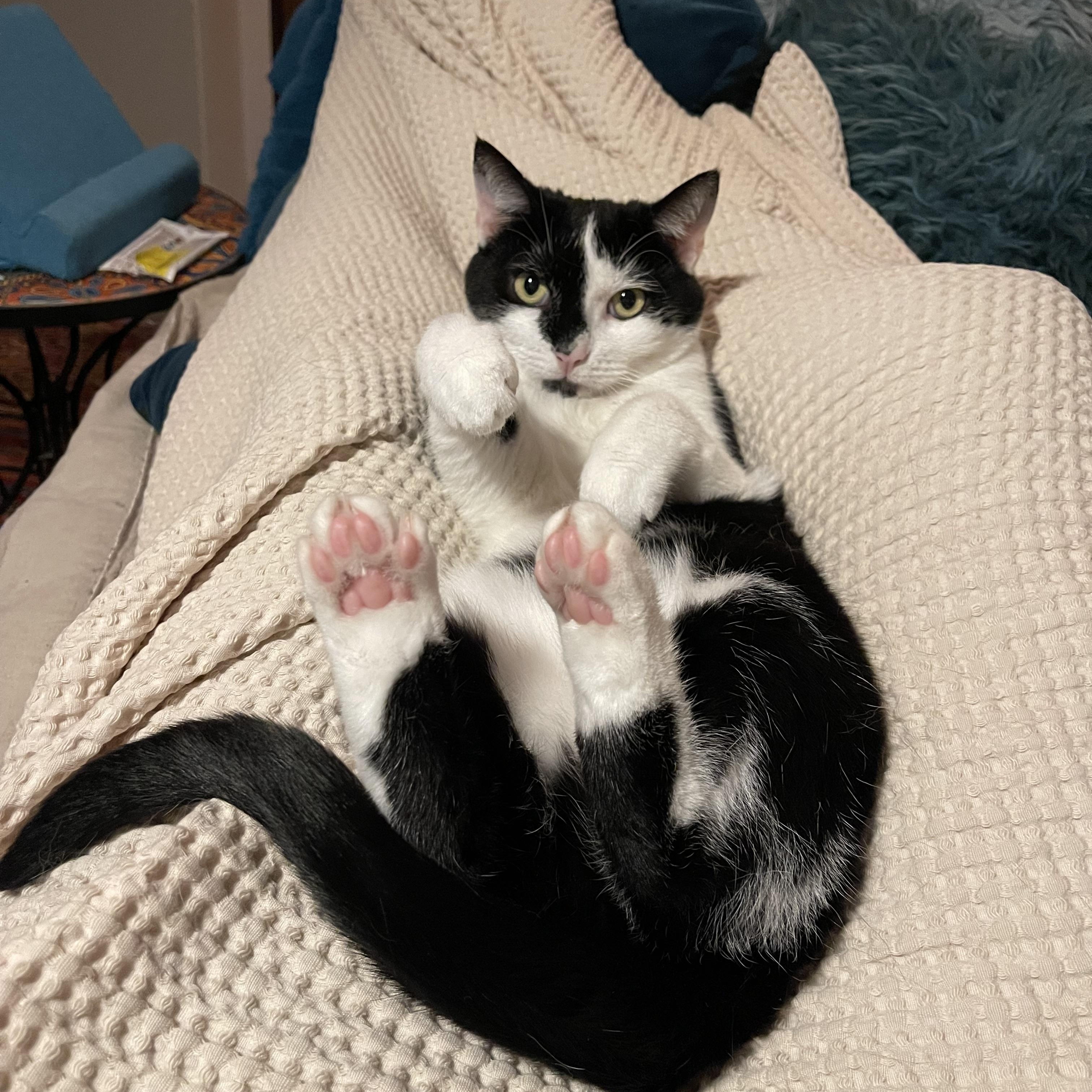 Emily , Adoptable, Adult Female Domestic Short Hair.