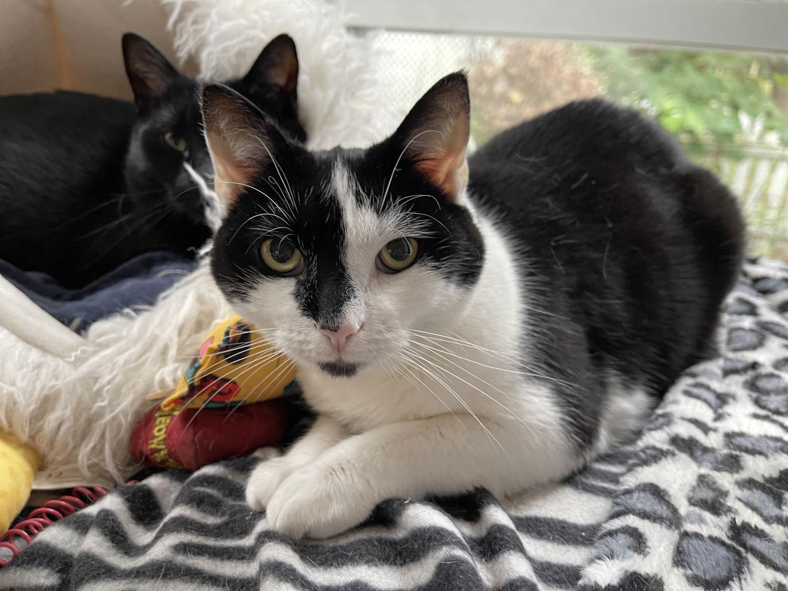 Enlarge Emily , a Adoptable mixed breed in Lemoyne, PA image 3/6