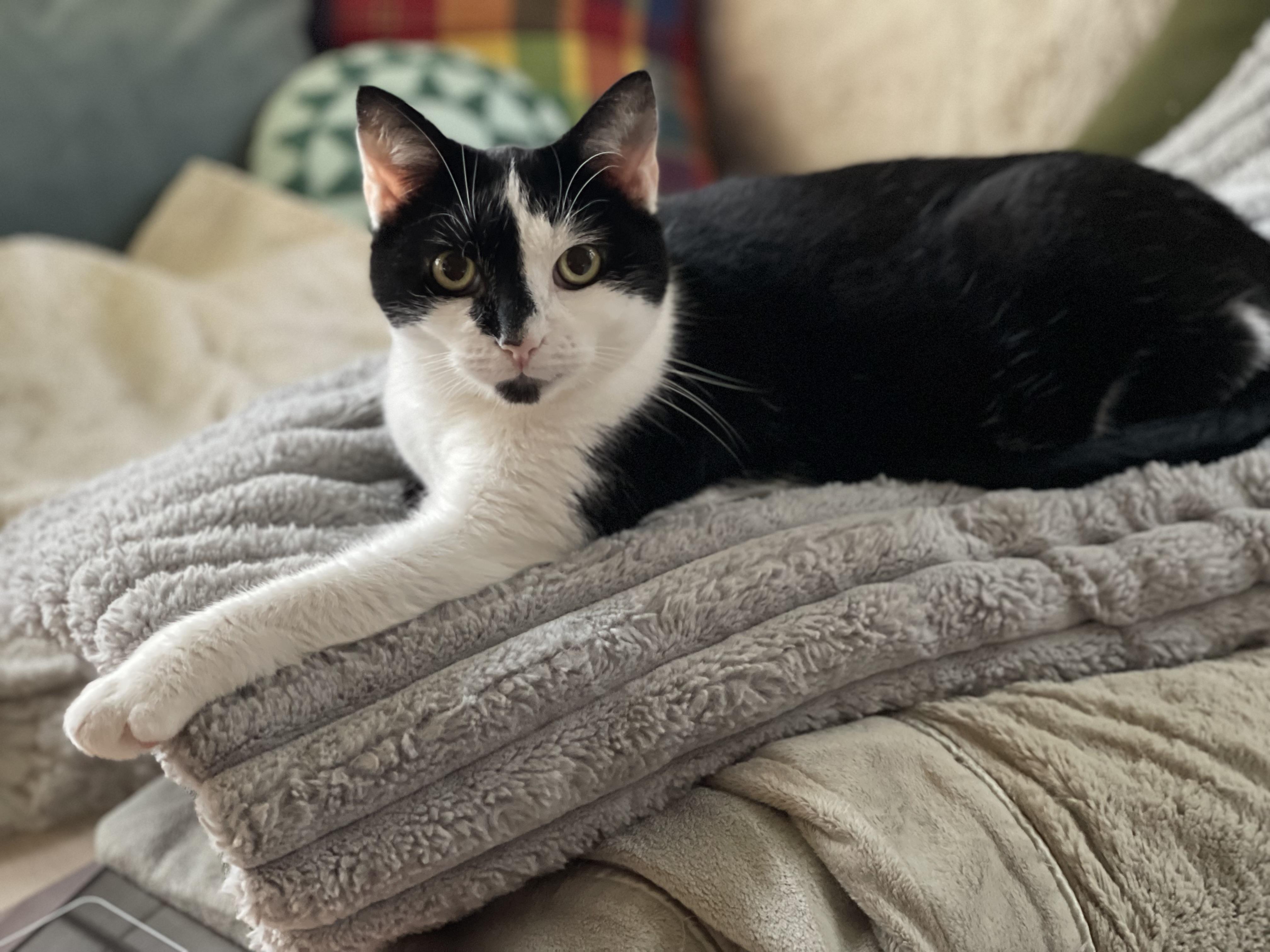 Enlarge Emily , a Adoptable mixed breed in Lemoyne, PA image 2/6