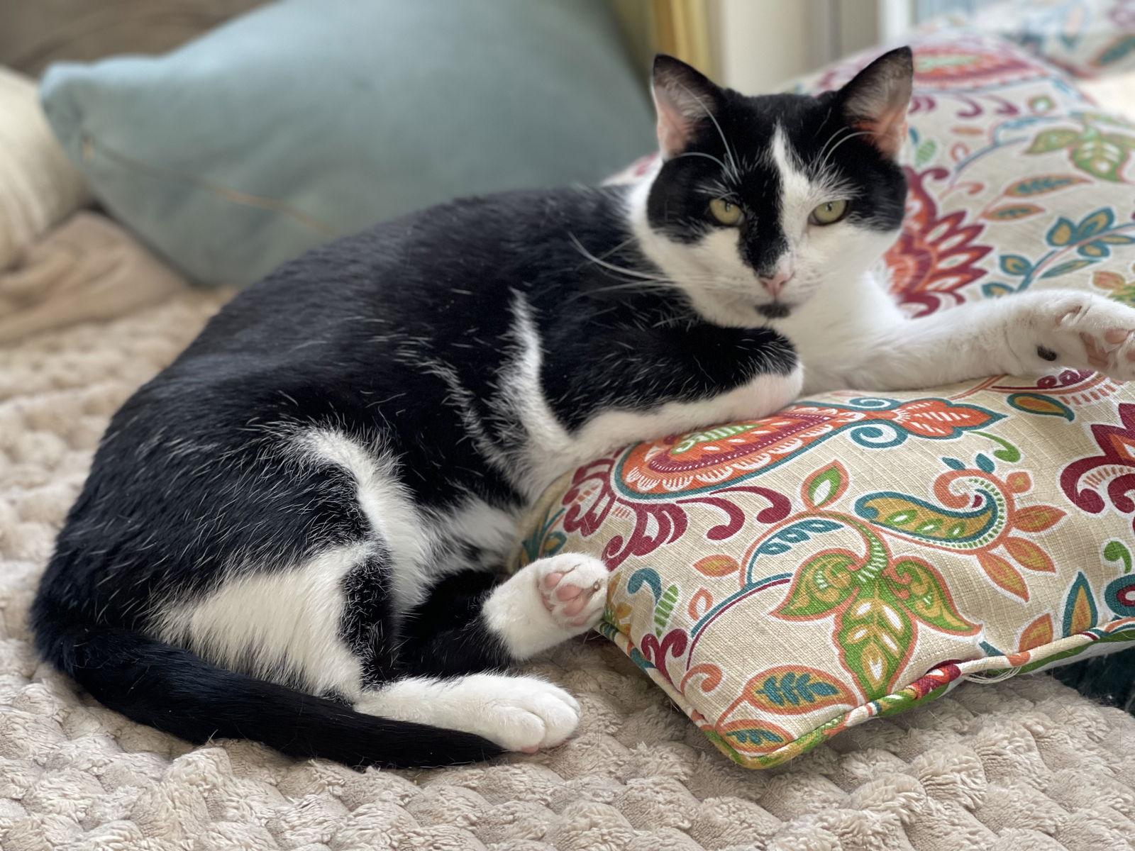 Emily (gentle former stray momma)