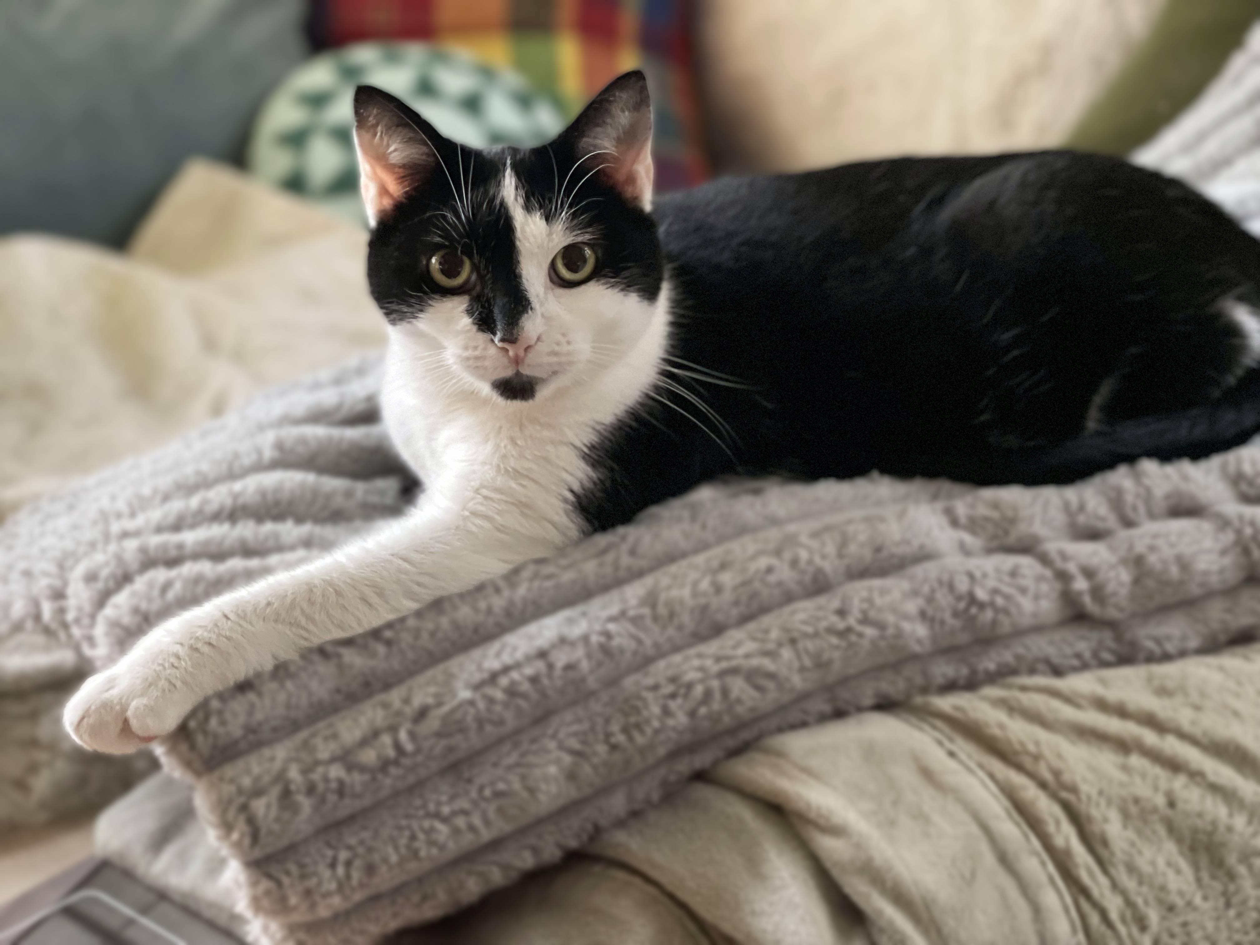 Emily , Adoptable, Adult Female Domestic Short Hair.
