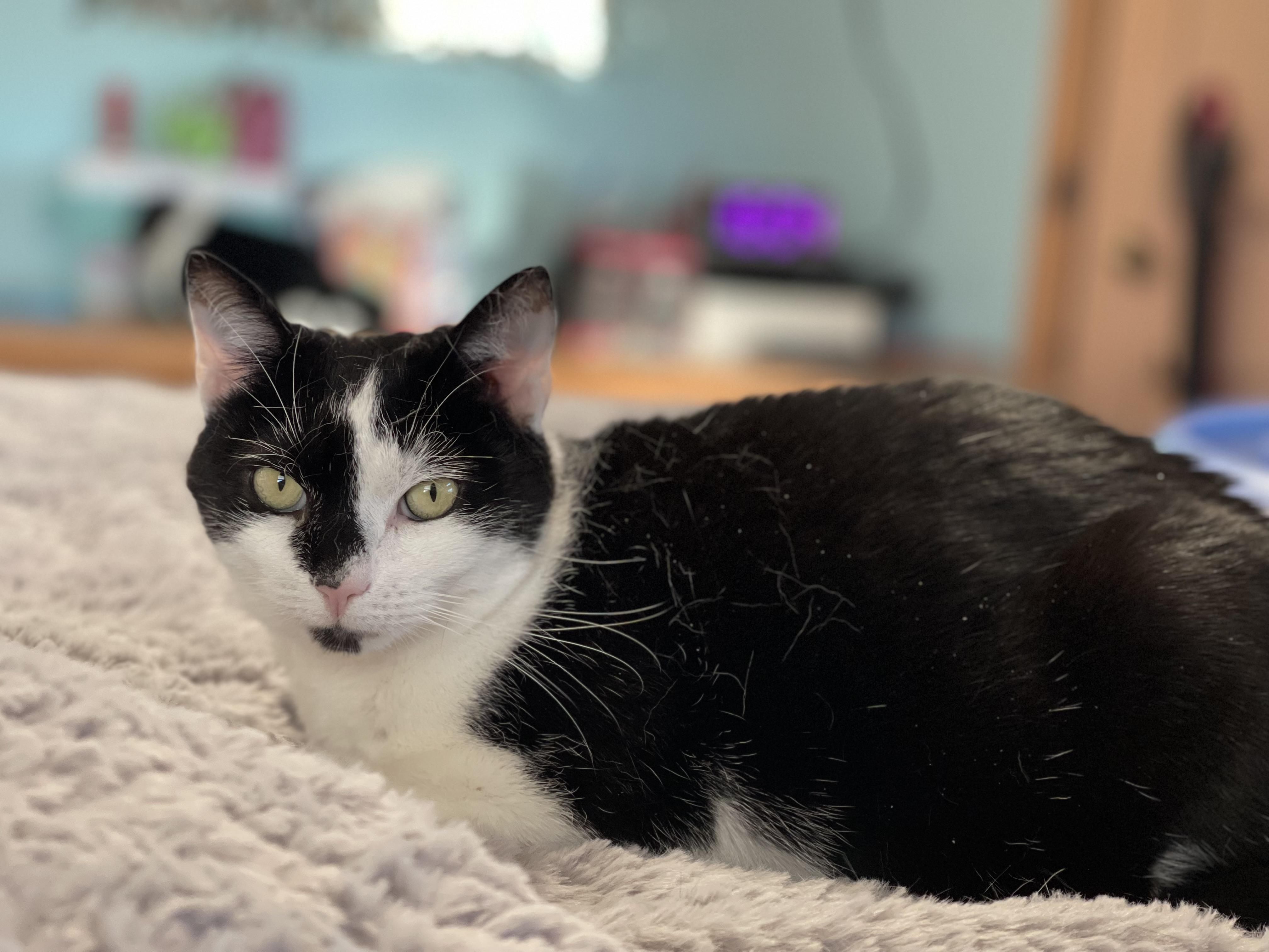 Emily , Adoptable, Adult Female Domestic Short Hair.
