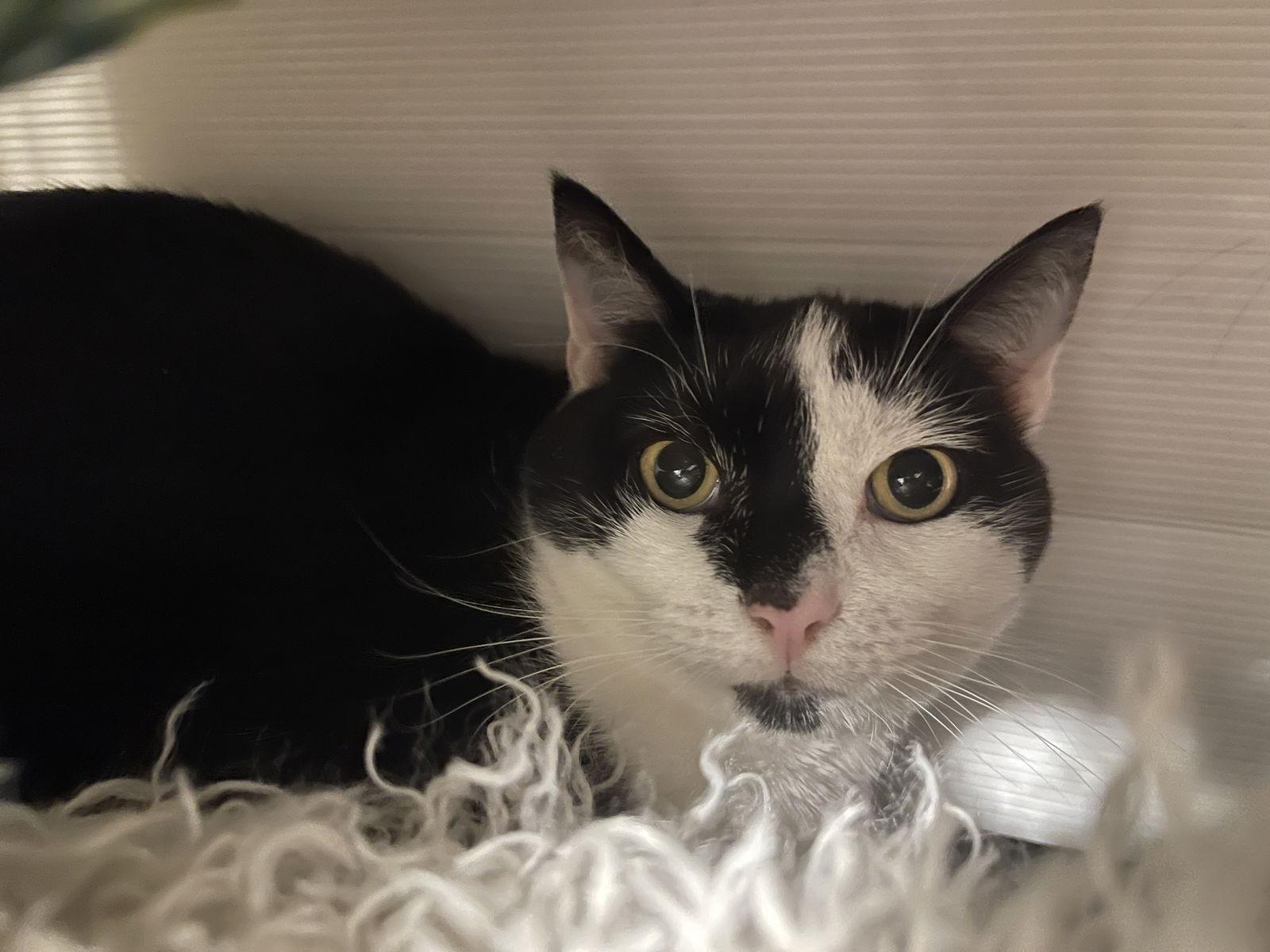 Emily (gentle former stray momma)