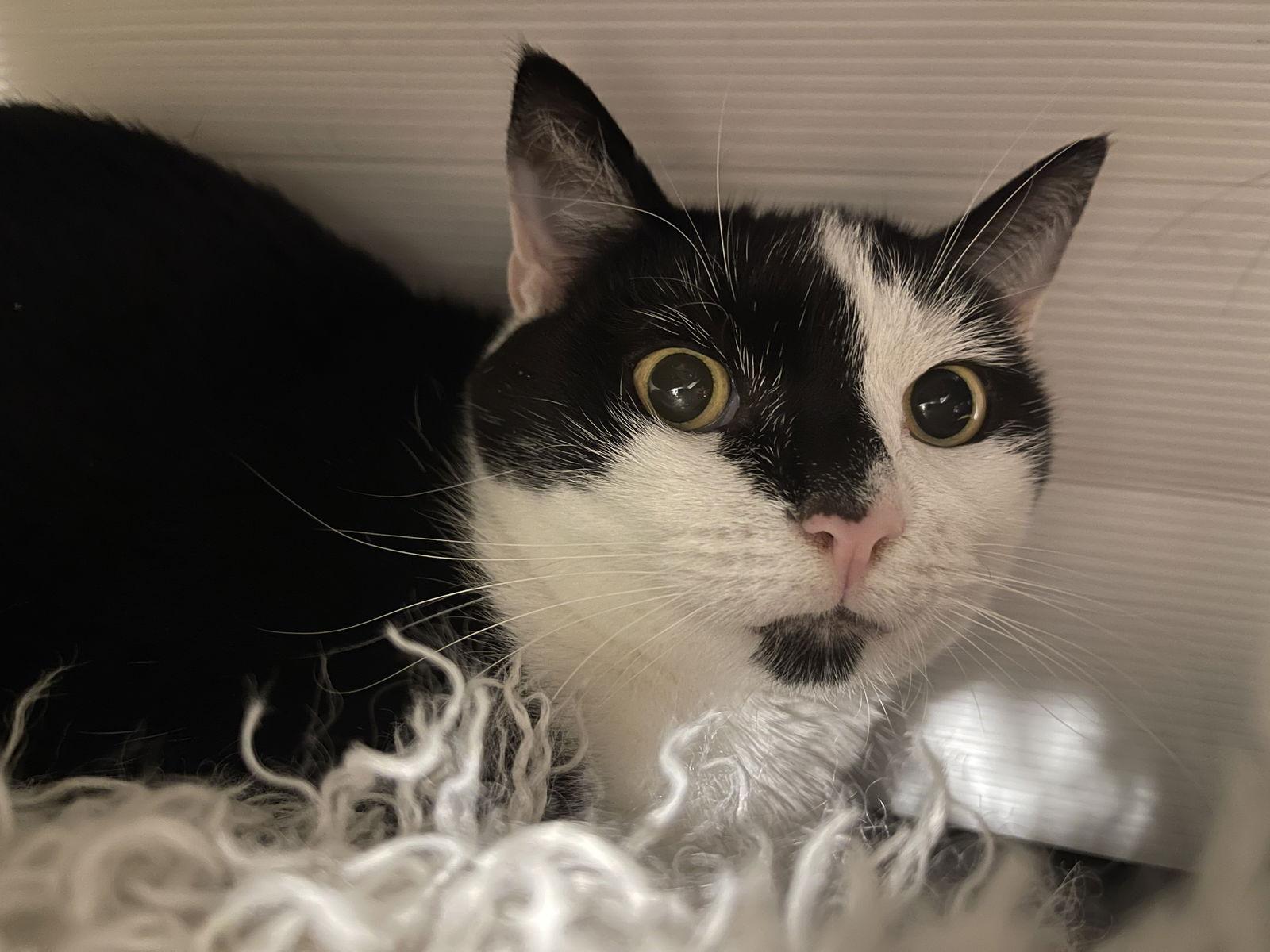 Emily (gentle former stray momma)