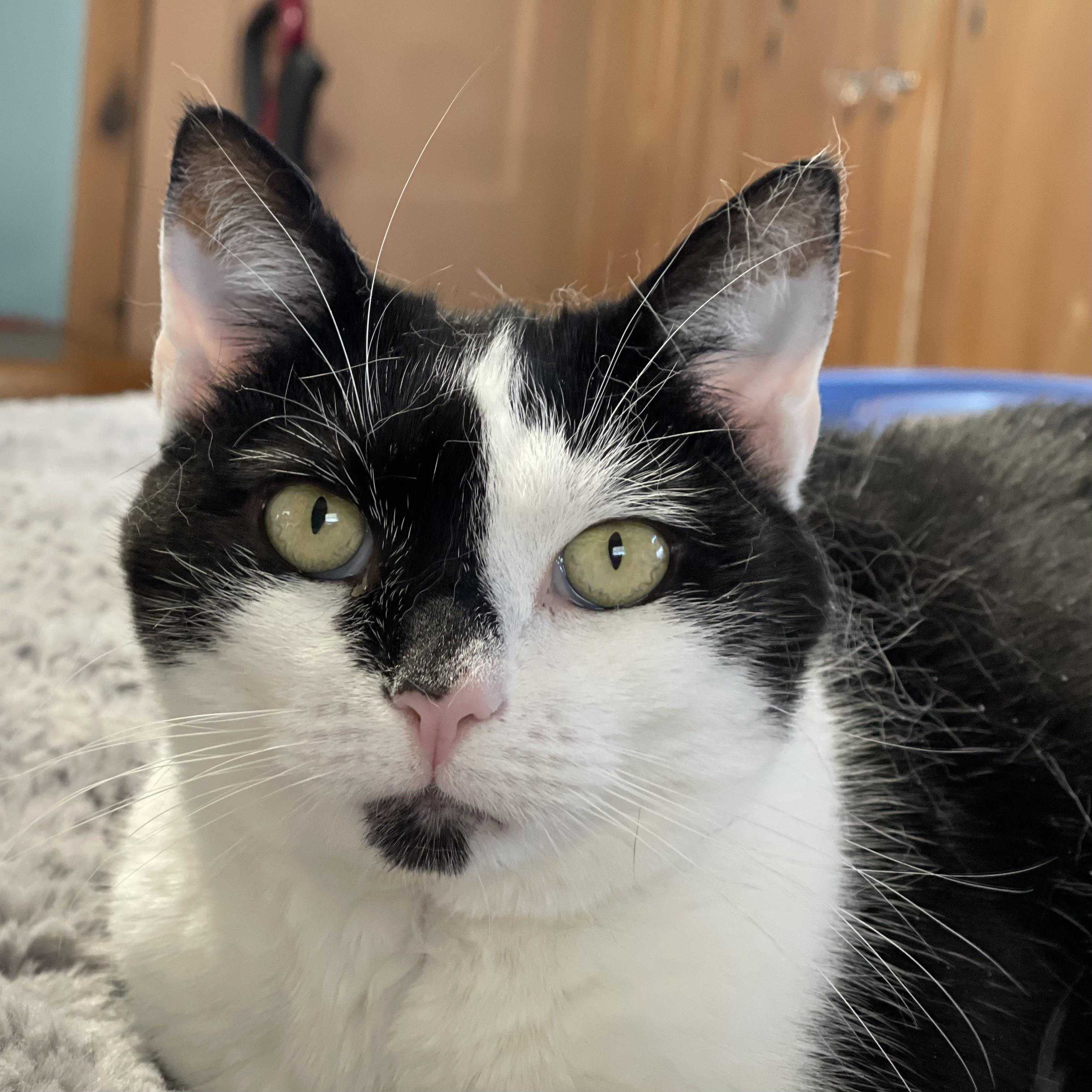 Enlarge Emily , a Adoptable mixed breed in Lemoyne, PA image 6/6