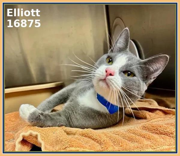 Elliot(608) — thumbnail 2